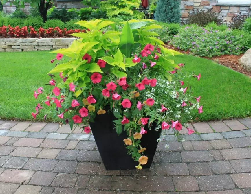 best plants for containers