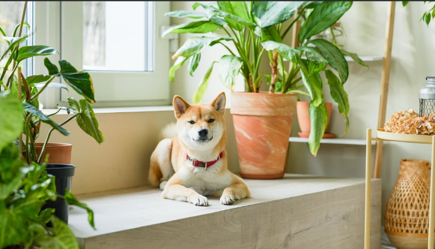 safe plants for cats and dogs