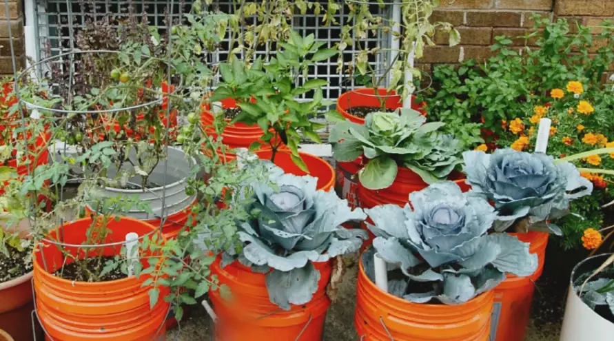 small space gardening