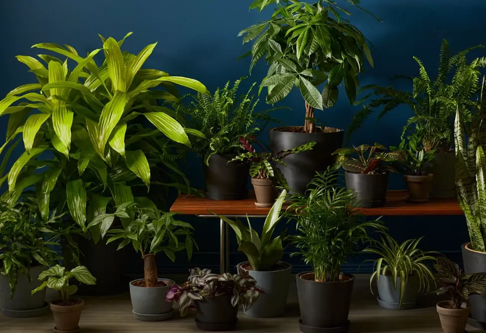 plants that grow in low light