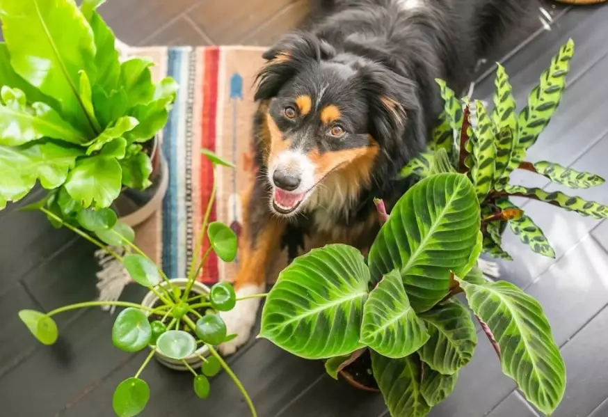 pet friendly plants