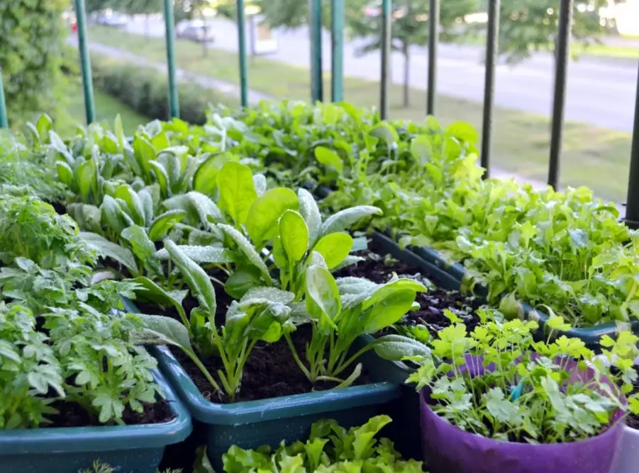container gardening for beginners