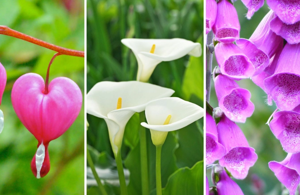 common poisonous plants