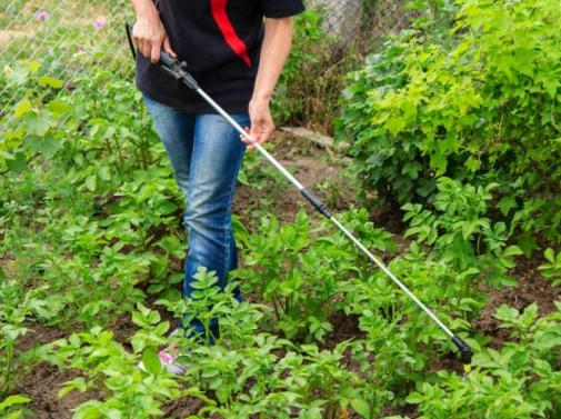 beneficial nematodes for grubs