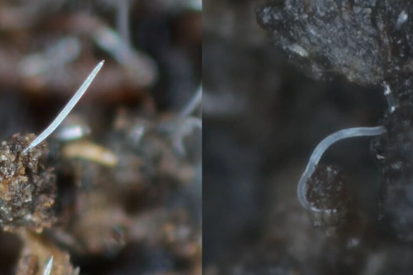 how to apply beneficial nematodes