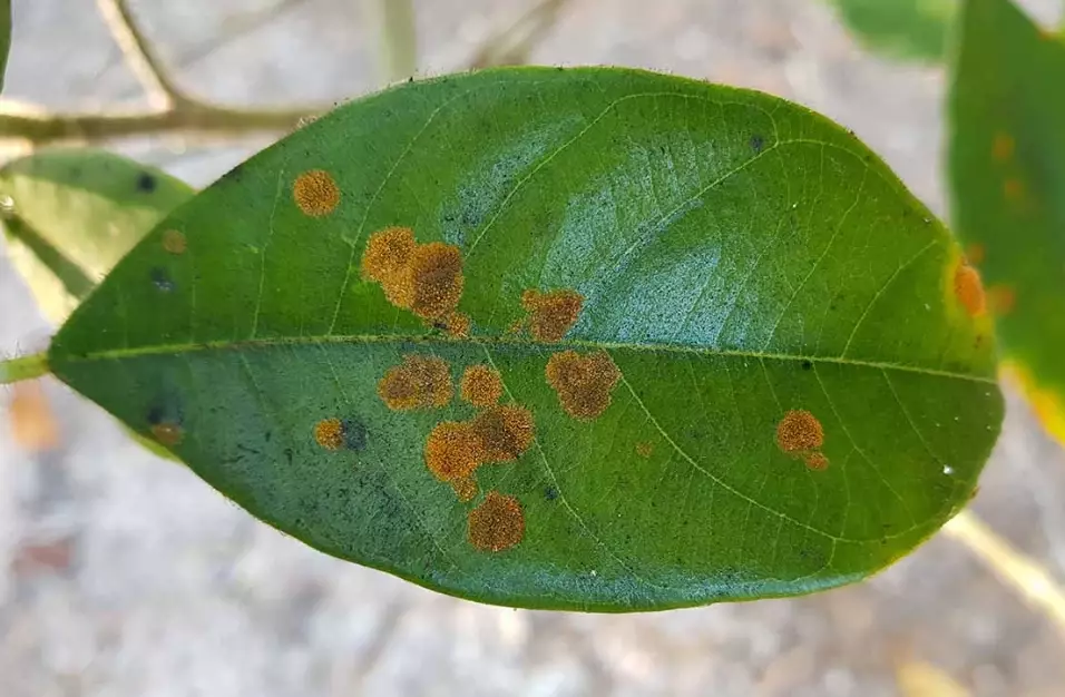 leaf spot disease