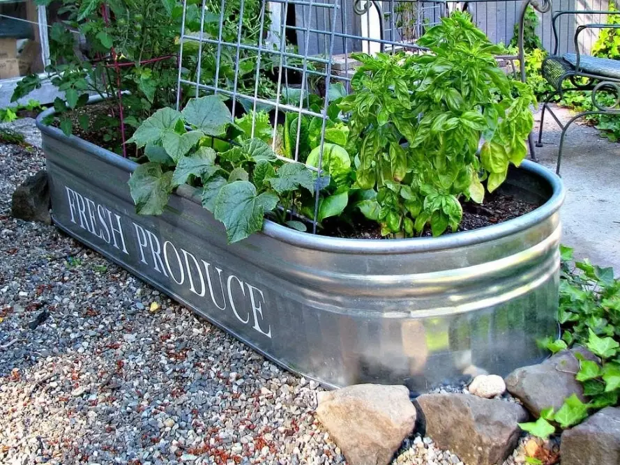 container gardening for beginners
