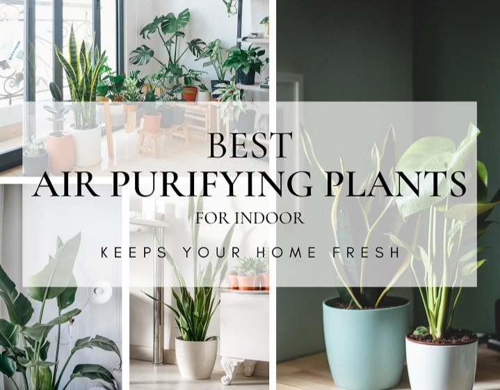 air purifying plants