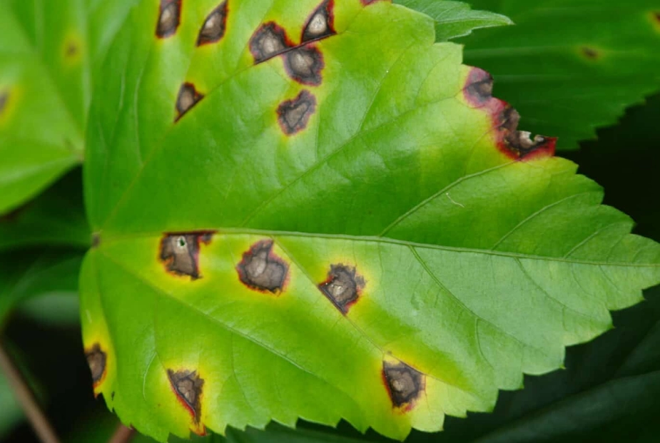brown spots on leaves