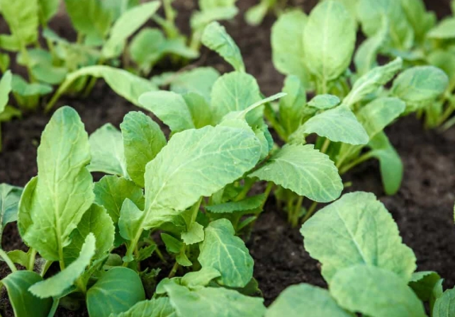 companion planting for pest control companion planting for pest control