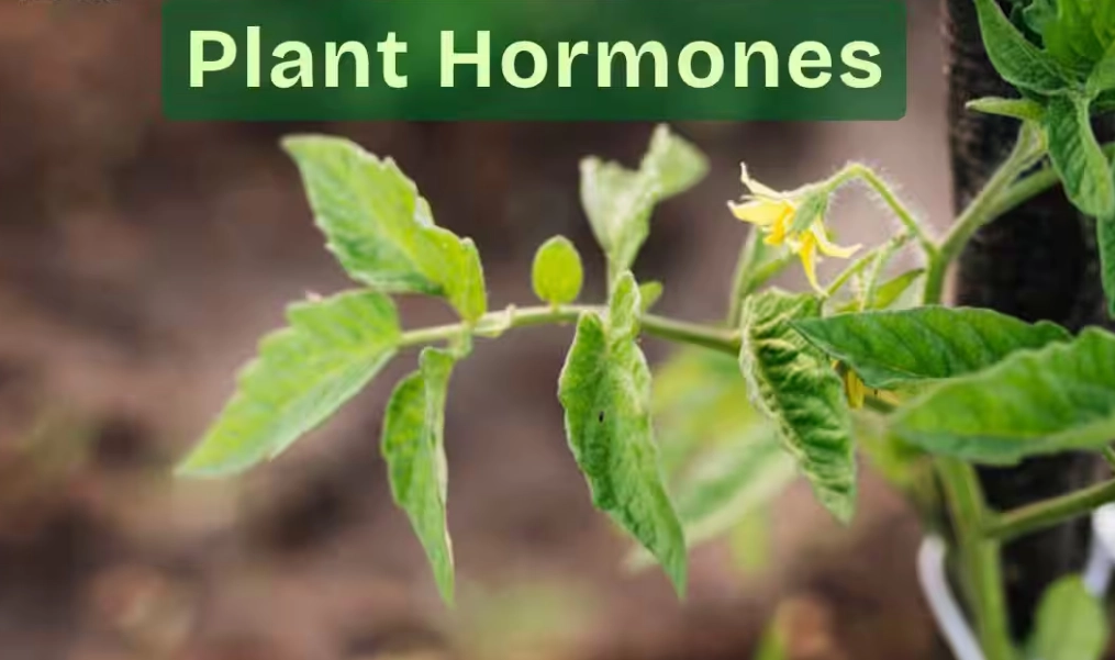 plant hormones