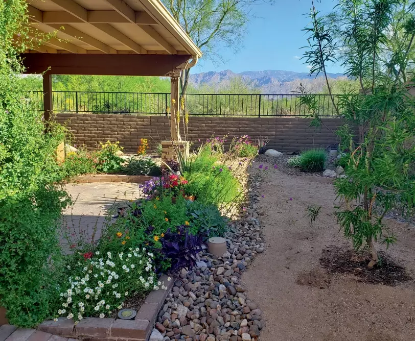 drought tolerant plants