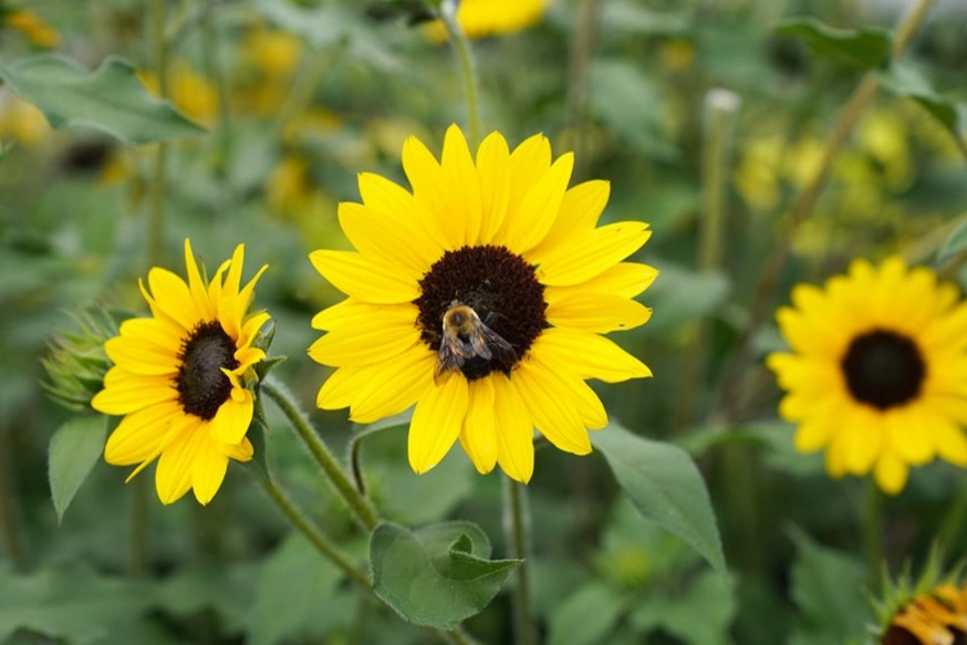 bee friendly flowers