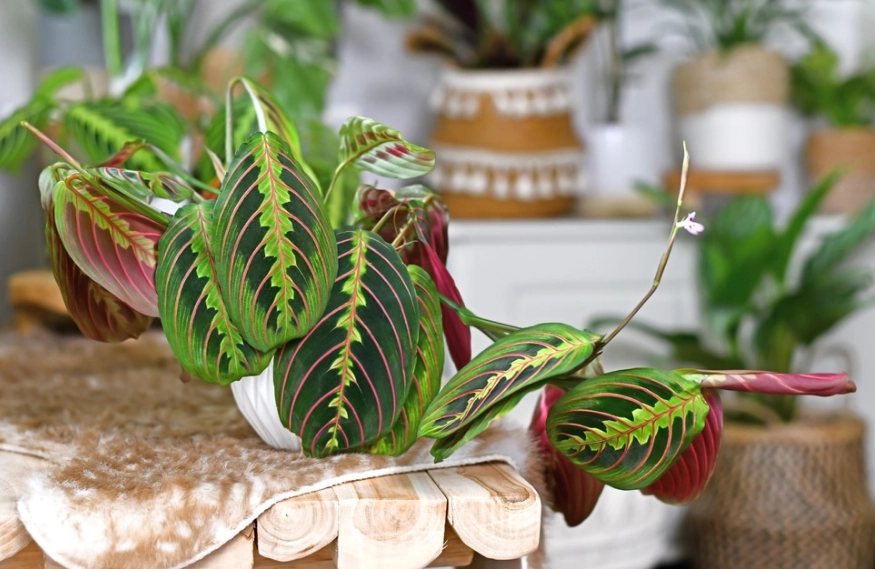 non toxic houseplants