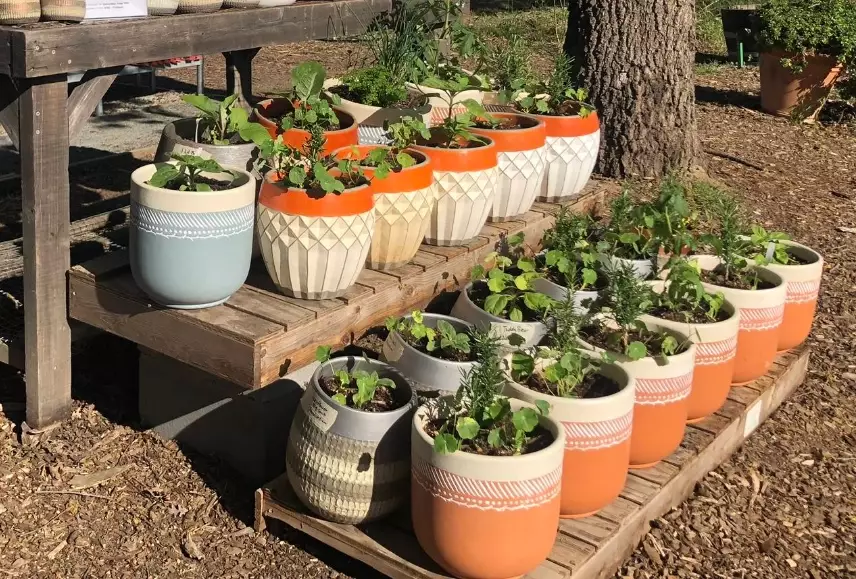 container gardening for beginners