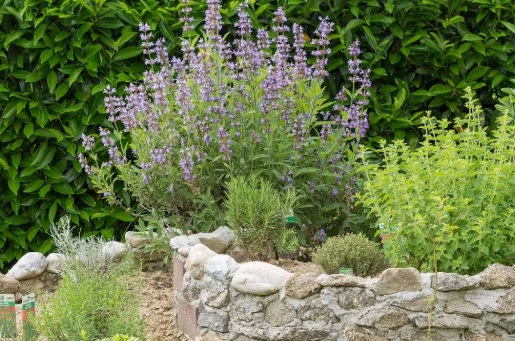 herb companion plants herb companion plants