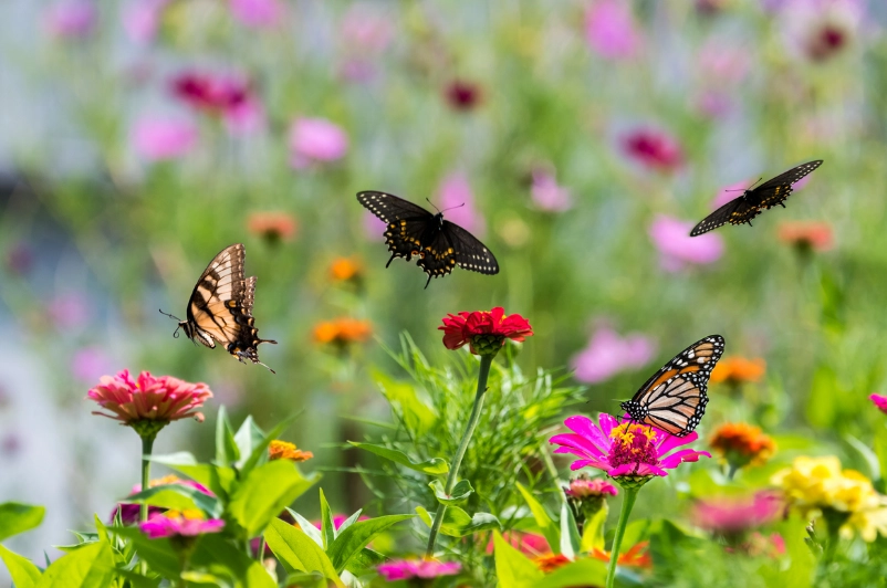how to attract butterflies