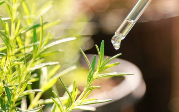 auxin plant hormone auxin plant hormone