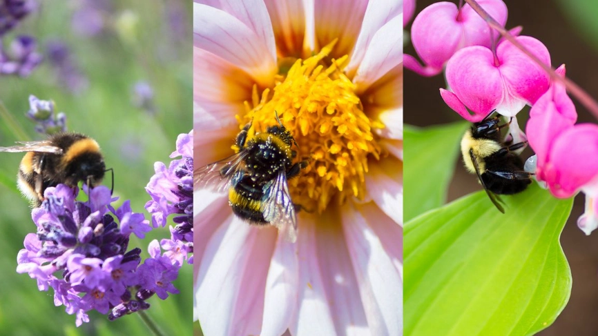 best flowers for bees