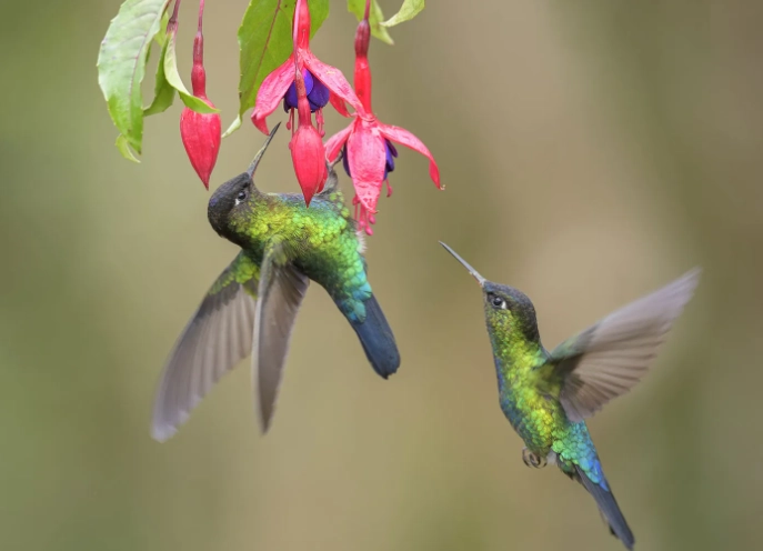 self pollinating plants