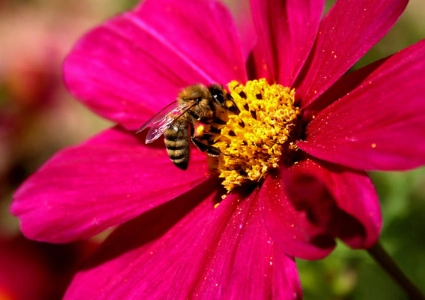self pollination process