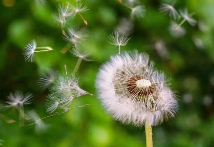 how wind pollination works