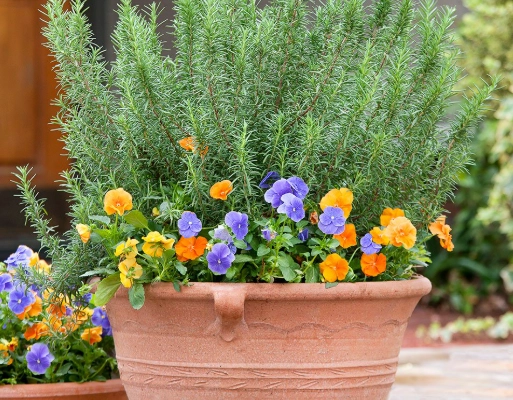 plants that keep mosquitoes away