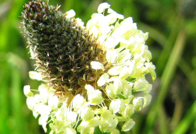how wind pollination works