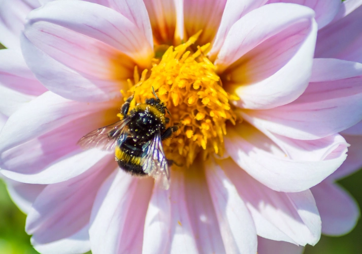 flowers that attract bees
