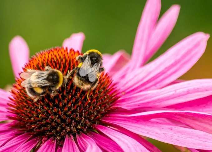 plants for pollinators