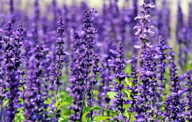 plants that repel mosquitoes