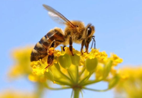 how pollination works