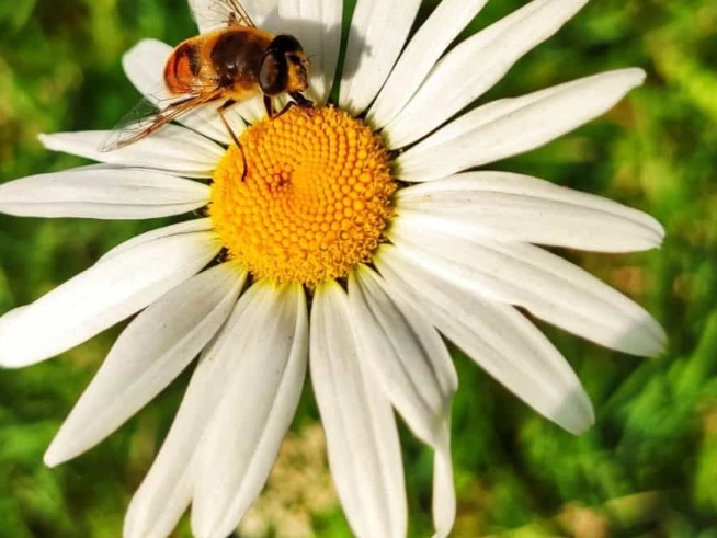 plants for pollinators