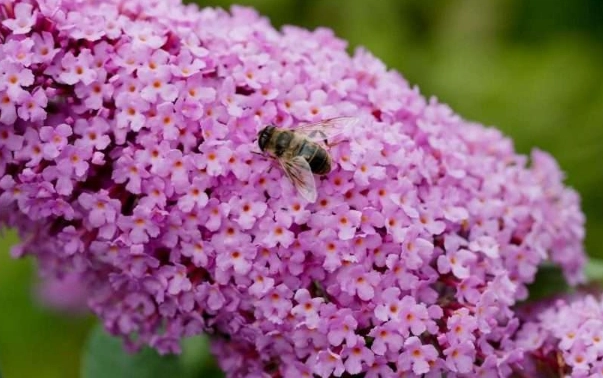 best flowers for bees
