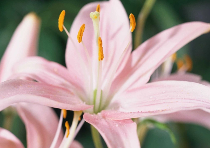 advantages of self pollination