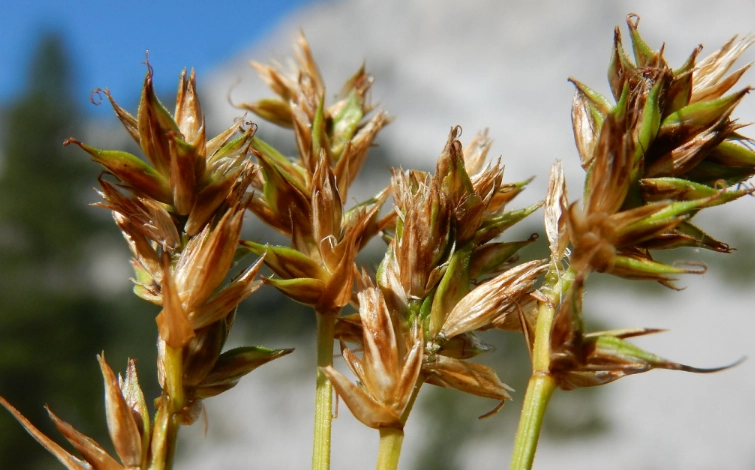 how wind pollination works