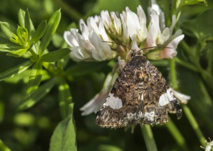 hand pollination