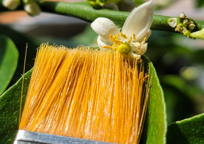 advantages of self pollination