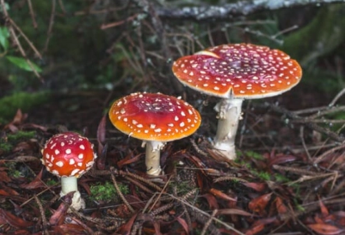 decomposers in soil health