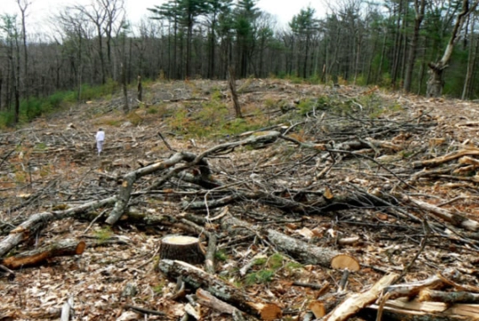 benefits of biodiversity in garden