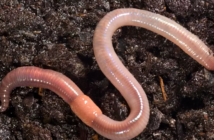 how to attract earthworms