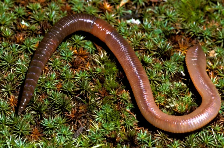 earthworms