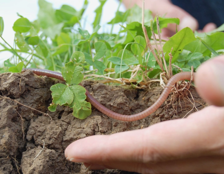 earthworms in soil