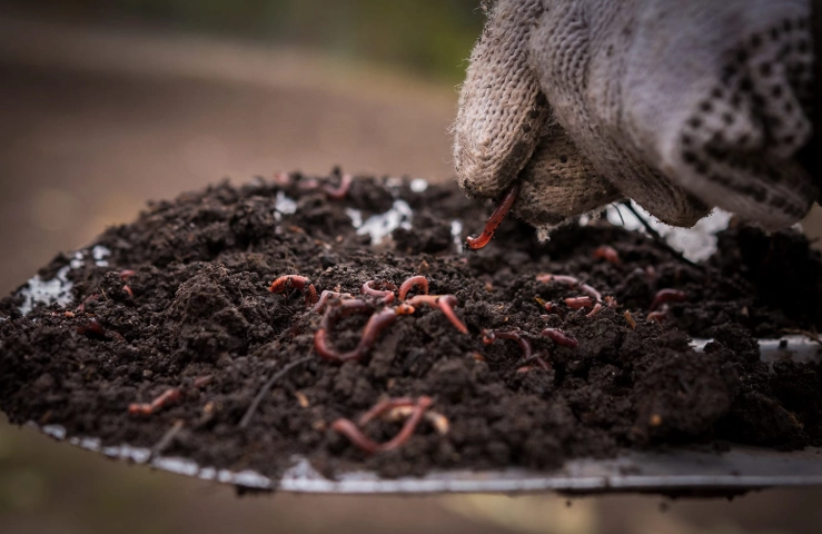 benefits of earthworms