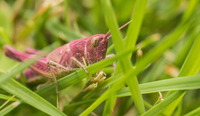 importance of insects