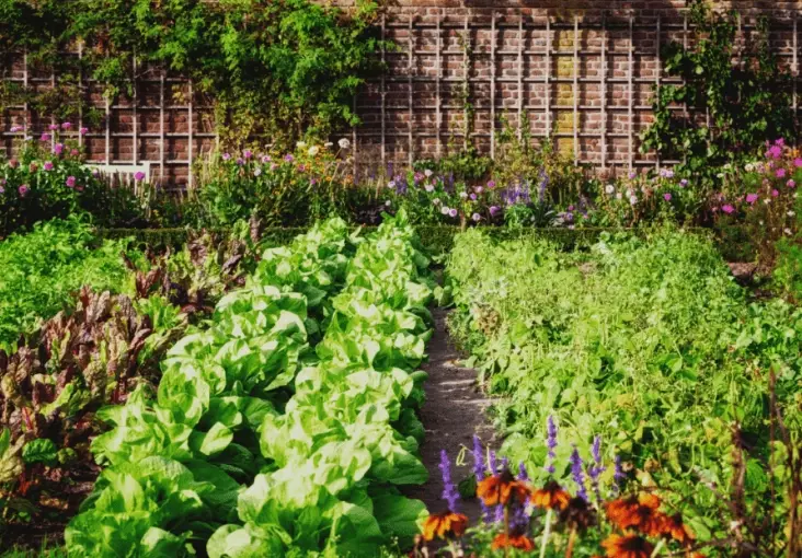 beneficial insects garden