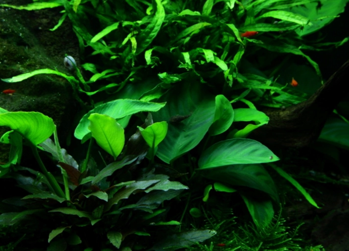 beneficial insects garden