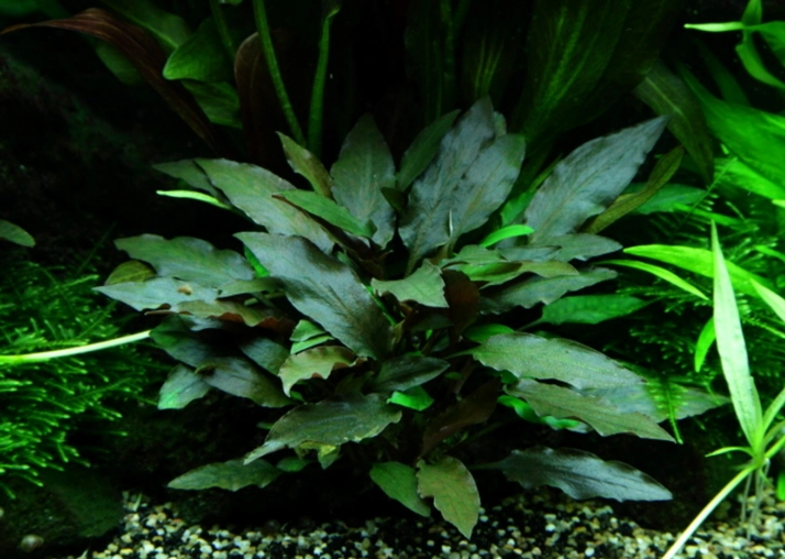 natural pest control