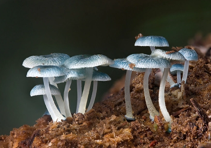 types of decomposers