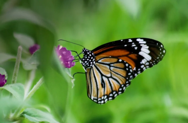 why insects are important